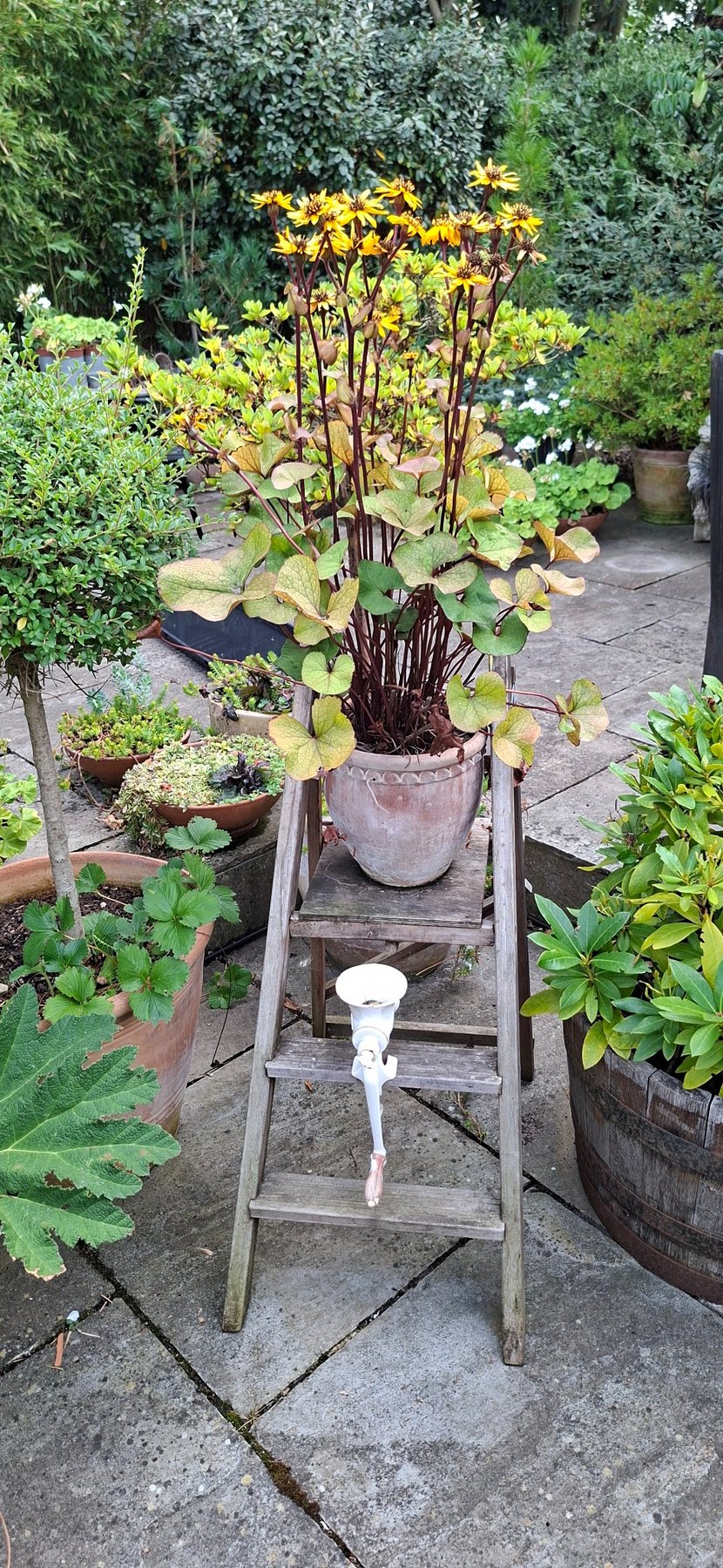 Flowering plant displayed on an old garden ladder