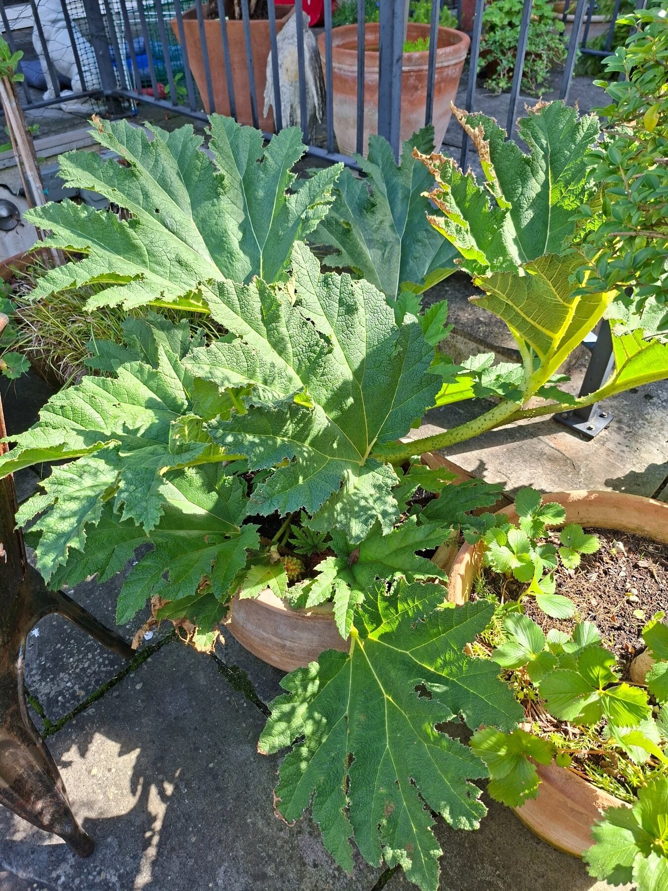 Architectural gunnera leaves in the Havisham House garden