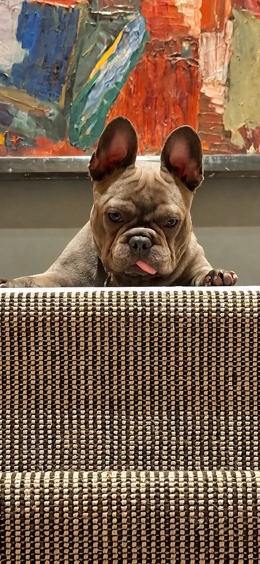 Stanley peeking over a patterned chair