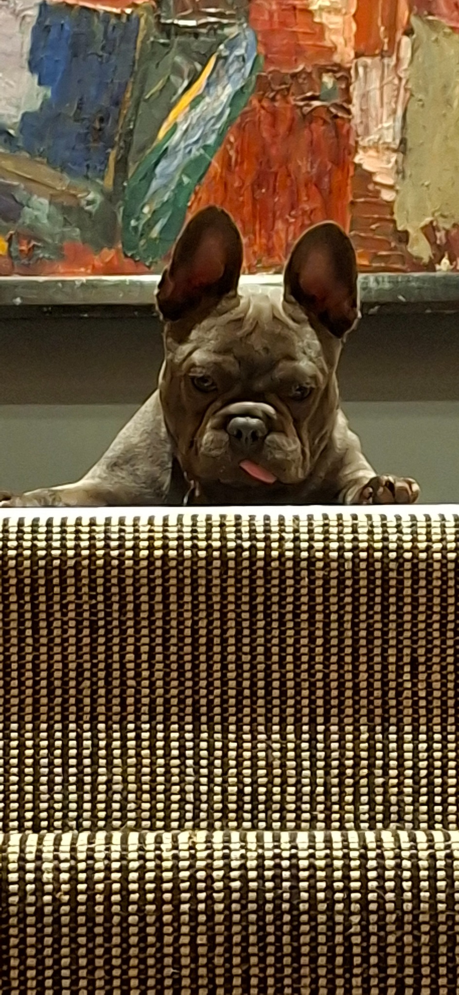 Stanley peeking over a patterned chair