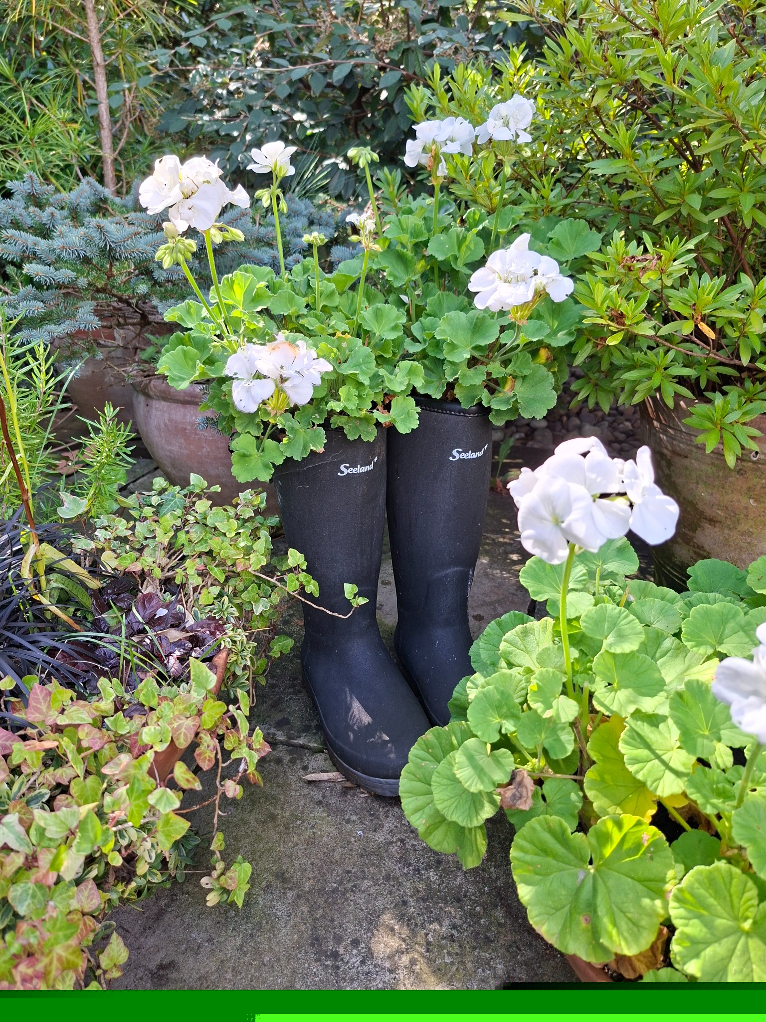 Black wellington boots planted with white geraniums in the Havisham House garden