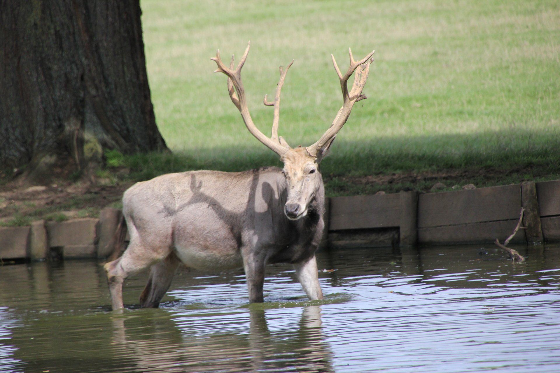 A deer standing in the water in the Woburn Estate deer park